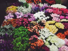 -双季花艺园艺市场(浦东店)