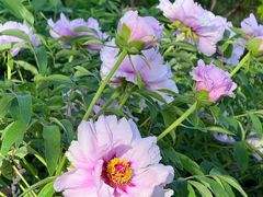 -洛阳郁金香牡丹园