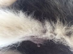 -北京观赏动物医院·24小时大型综合·猫专科·异宠专科