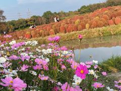 -花开海上生态园