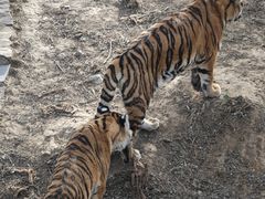 -石家庄市动物园