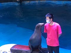 -烟台海昌鲸鲨海洋公园