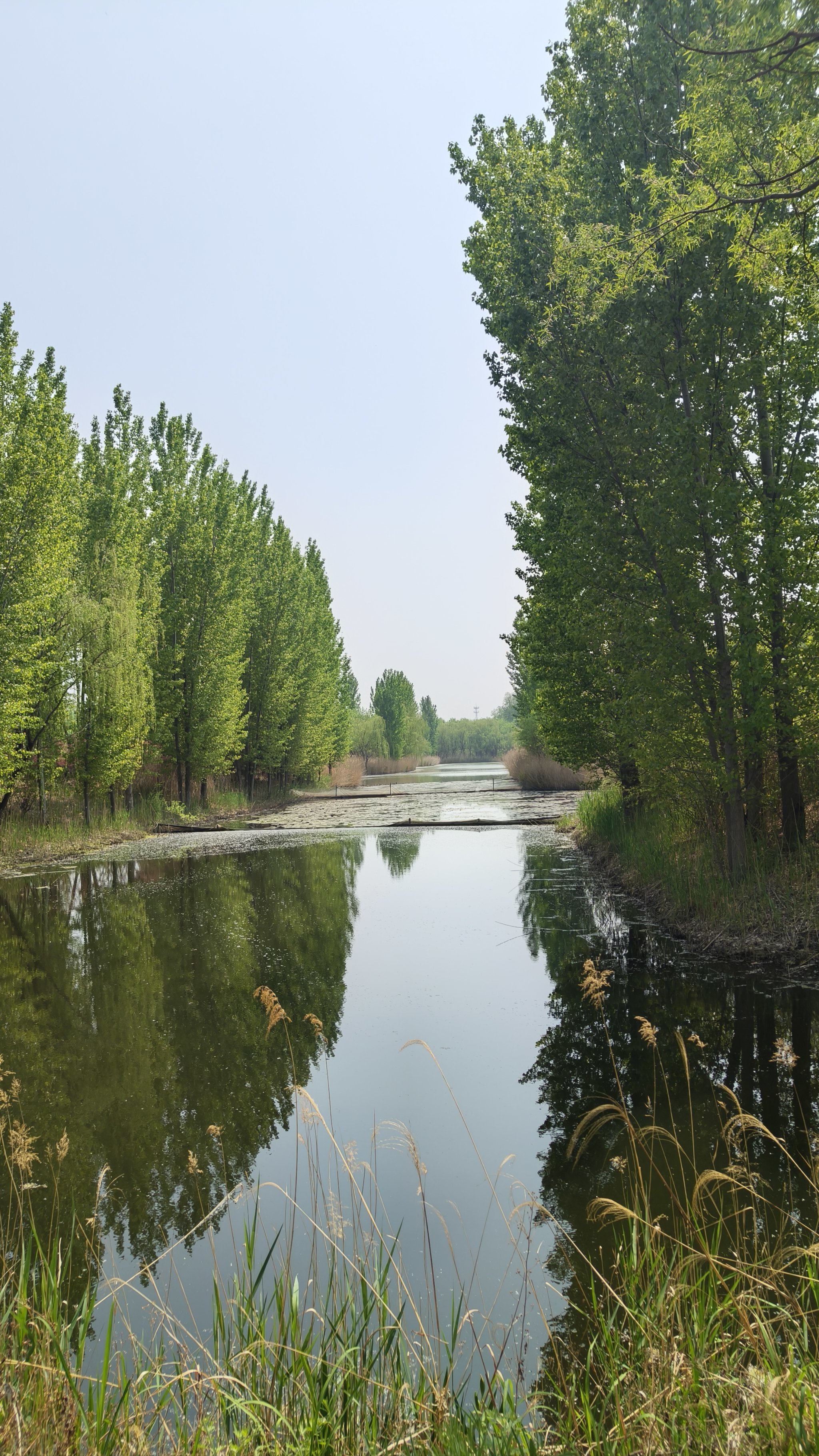 济西湿地 济南最大的氧吧