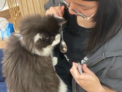 -楼上猫咖(罗湖店)