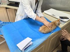 -芭比堂宠物医院·全科爱猫医院·仁德分院