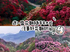 -贵州百里杜鹃风景名胜区