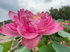 -莲花池公园