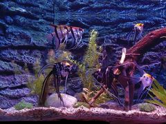 -上海海洋水族馆