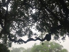 -广西壮族自治区药用植物园
