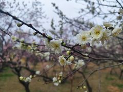 -无锡梅园公园