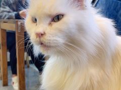 -猫小院猫主题餐厅(南锣旗舰店)