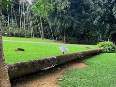 -中国科学院西双版纳热带植物园