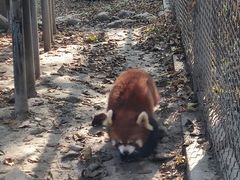 -成都动物园