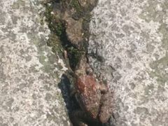 -楠溪江石桅岩