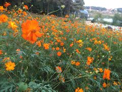 -大塘金香草谷