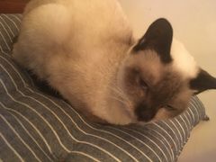 -李小姐の猫咖啡馆(五角场店)