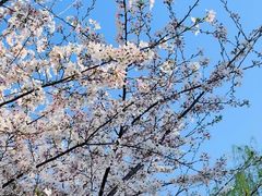 -西北湖绿化广场