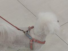 -天宠宠物医院24小时·急重症诊疗中心·全科·腔镜特色(和平分院)
