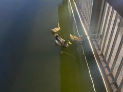 -老杨砂锅鱼庄