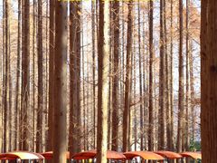 -黄海国家森林公园