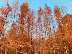 -番禺大夫山森林公园