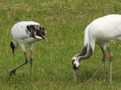 -盐城丹顶鹤湿地生态旅游区