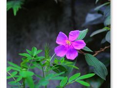 -白云山风景名胜区