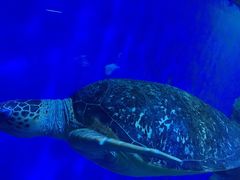 -成都浩海立方海洋公园