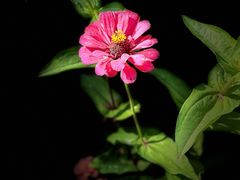 -阳阳中国饭(龙湖大兴天街)