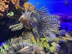 -上海海洋水族馆