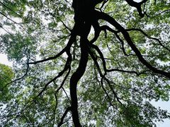 -上海市龙华烈士陵园