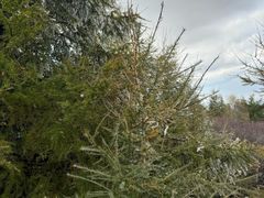 -苏木山森林公园