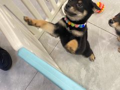 -柴犬小屋·柴餐厅·狗咖食堂(金鼎广场店)