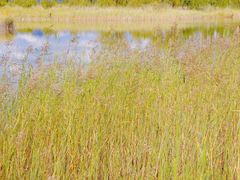 -野鸭湖国家湿地公园