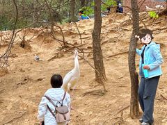-燕塞湖鸟语林景区