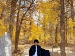 -金塔沙漠胡杨林景区