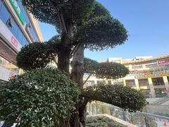 -浦江城市生活广场(江月路店)