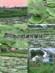 -水八仙生态园