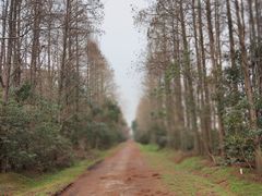 -上海海湾国家森林公园