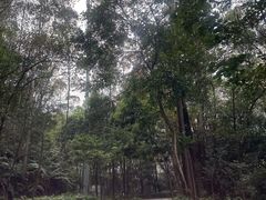 -东莞市大岭山森林公园