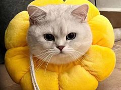 -欣宠猫屋·矮脚拿破仑·蓝金金渐层