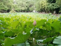 -四川大学(华西校区)