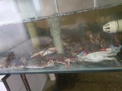 -四海蒸鲜蒸汽海鲜自助(北戴河店)