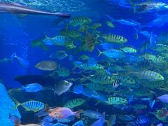 -太平洋海底世界