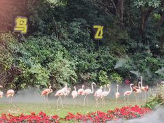 -广州长隆飞鸟乐园