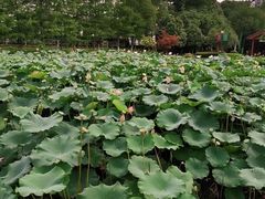 -金银湖国家城市湿地公园