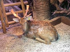-正佳雨林生态植物园