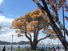 -横须贺海军咖喱本铺