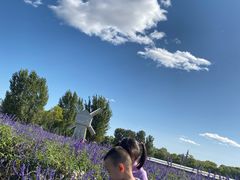 -北京东方普罗旺斯薰衣草庄园