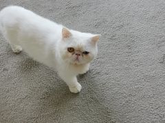 -泰国佛·塔罗·泰牌狐仙古曼